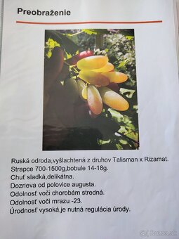 Predám sadenice viniča - 4