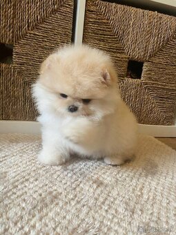 Pomeranian - 4