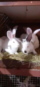 Predam mlade kraliky Hila - 4