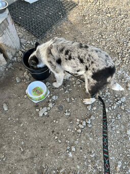 Pastierske šteniatko - 4