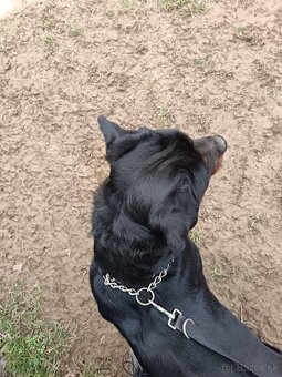 Rotvajler - sučka - 4