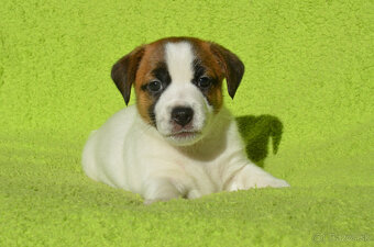 Jack russell teriér - 4