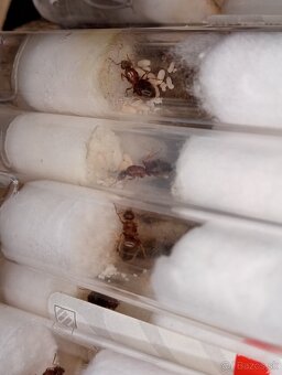 Mravec domácí (Lasius emarginatus) - 4