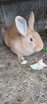 Burgundsky,samica - 4