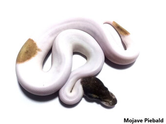 Python regius odchov 2024 - lacnejšie - 4
