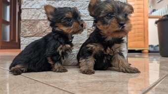 Yorkshire terrier - 4