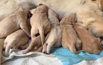 Zlatý retríver – šteniatka - 4