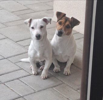 Jack Russel terrier🐶🐾 - 4