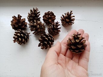 Borovicové šišky - 4