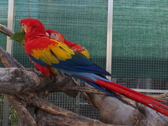 ARA arakanga macao - 4