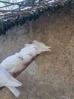 BIELE POŠTOVÉ HOLUBY - 4