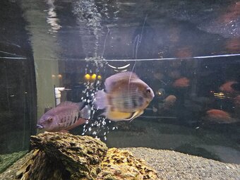 Americke cichlidy - 4