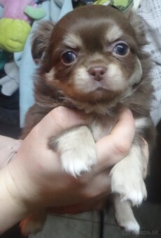 čivava krátkosrstá - 4