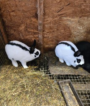 Český strakáč modrý alebo čierny - 4