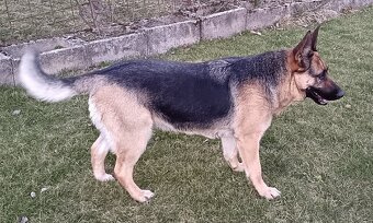 Nemecký ovčiak - 4