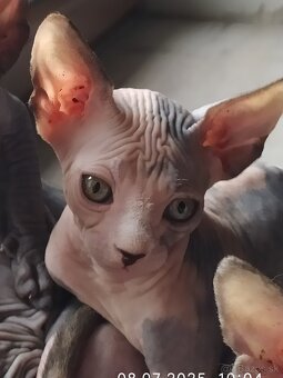 Kanadský sphynx - 4