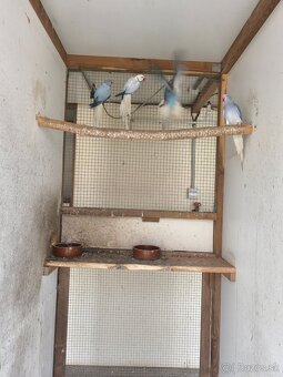 Alexaner maly opalin/h.ch,h.ch violet, modrý - 4