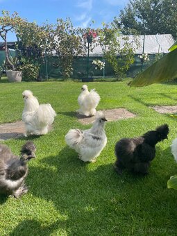 Násadové vajíčka USA hodvábničky - 4