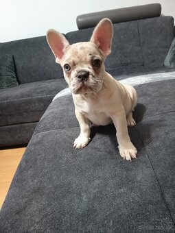 Francúzsky buldocek - 4