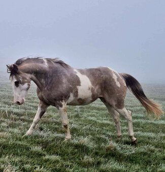 APH APHA PAINT HORSE ŽREBEC pripúšťanie - 4