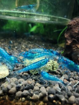 Neocaridina Blue Dream - 4