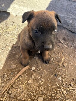 Belgický ovčiak Malinois - 4