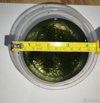 Jávsky mach – zdravý, hustý, čerstvý - 4