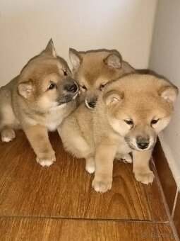 Predám šteniatka Shiba inu - 4