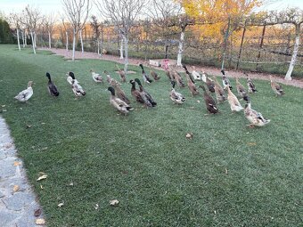 Predám indické bežce - 4