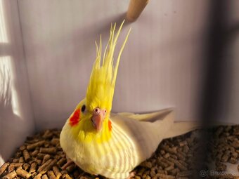 korely výstavný typ - 4