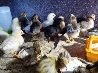 Nasadove vajicka - 4