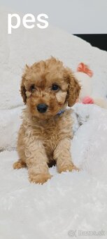 Pudel trpasličí - 4