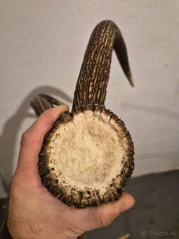 Zhod,trofeje,parožie - 4