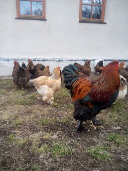 NB Brahma jarabičia 1,50€ - 4