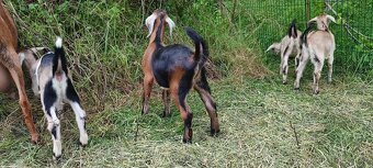 Predám mladého capka - 4