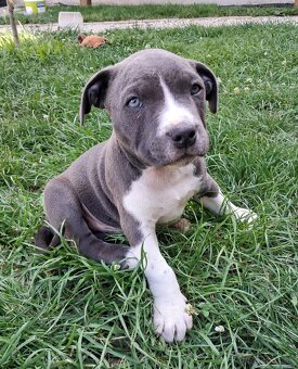 Šteniatka - Americký stafordšírsky teriér (Amstaff, Staford) - 4