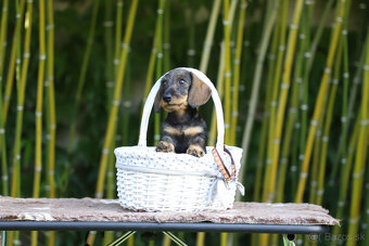 Jazvečík hrubosrstý trpasličí - králičí s PP - 4