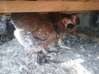 Brahma porcelanova - 4