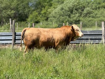 Plemenný býk Mäsový simentál - 4