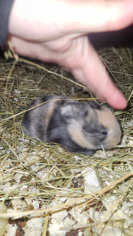 Zakrslý  zajačik - 4