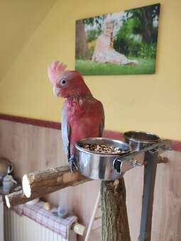 Predam kakadu ruzoveho - 4