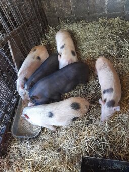 Vietnamske prasiatka - 4