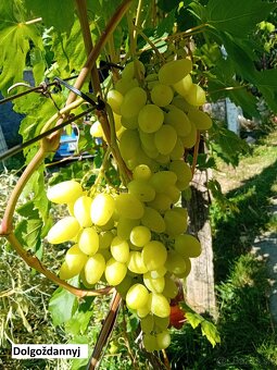 Predám kontajnerované sadenice viniča v ponuke cez 30 odrôd - 4