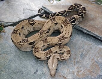 Boa imperator - Anery, Motley, IMG 50% het Sharp Albino - 4