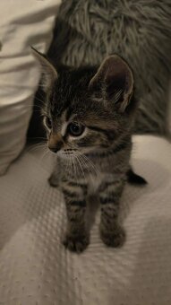 Darujeme mačiatka - 4