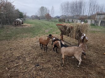 Gravidne kamerunske ovce - 4