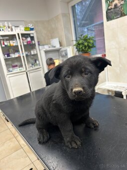 Nemecký ovčiak - štenatá - 4