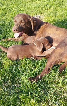 Labrador - 4