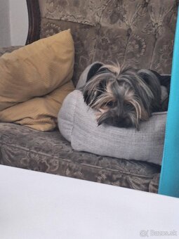 Yorkshirsky terier - 4