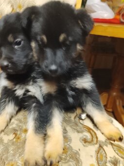 Predam steniatka - 4